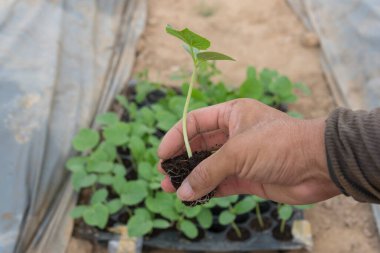 Adam fidanı bitki için tutuyor.