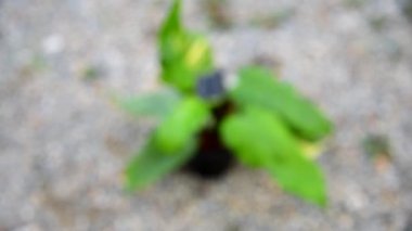  Philodendron Florida Güzeli x Philodendron Distantilobum Yer Değişikliği 