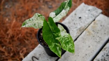 Yakın çekim odağı tencerede çeşitlendirilmiş Alocasia scabriuscula  