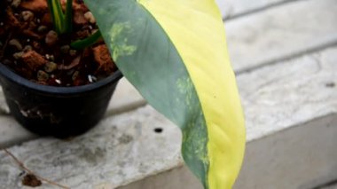 Büyük Philodendron Gümüş Kılıcı 'na yakın. 