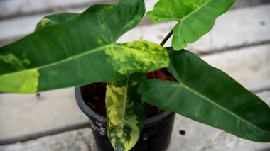 Yeni melez bitki Florida güzellik mayoi x Philodendron bilaretiae in the pot 