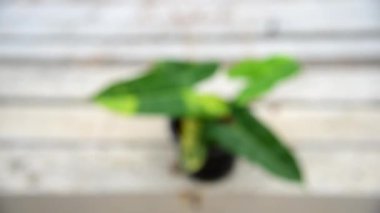 Yeni melez bitki Florida güzellik mayoi x Philodendron bilaretiae in the pot 