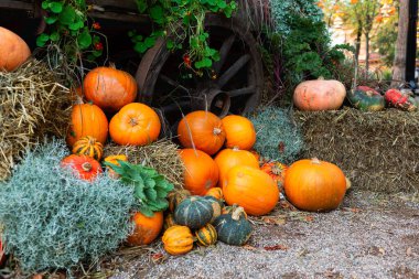Farklı şekil ve renkte bir sürü balkabağı istiflenmiş..