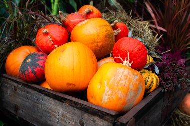 Farklı şekil ve renkte bir sürü balkabağı istiflenmiş..