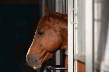 Ahırda safkan at var.