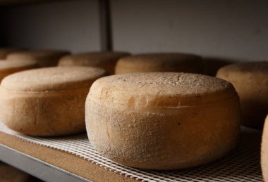 Zanaatkar peynir üretimi. Tedavi sürecinde.