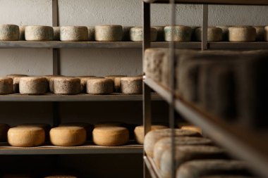 Zanaatkar peynir üretimi. Tedavi sürecinde.