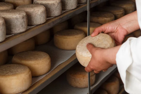 stock image Production of artisanal cheese. In the curing process.