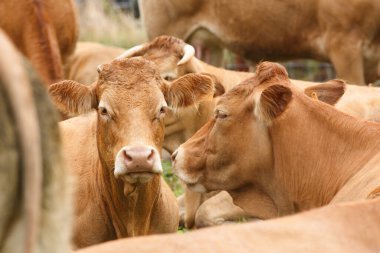 dairy farm with a large number of cattle clipart