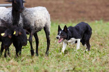 Border Collie çoban köpeği koyun sürüsüyle çalışıyor.