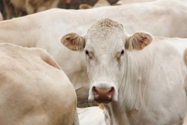 Çiftlikteki bir grup inek