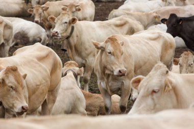 Çiftlikteki bir grup inek