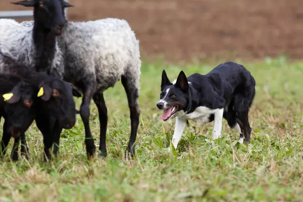 Border Collie çoban köpeği koyun sürüsüyle çalışıyor.
