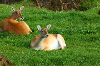 Cobo Lichi antilobu, sakince dinleniyor ve doğada yemek yiyor.