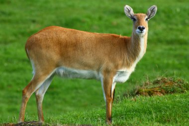 Cobo Lichi antilobu, sakince dinleniyor ve doğada yemek yiyor.