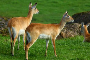 Cobo Lichi antilobu, sakince dinleniyor ve doğada yemek yiyor.