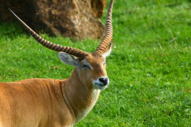 Cobo Lichi antilobu, sakince dinleniyor ve doğada yemek yiyor.