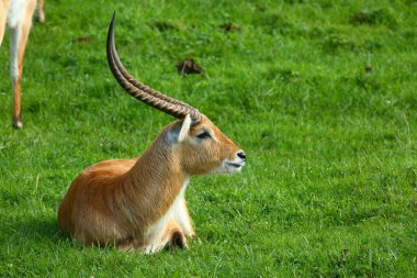 Cobo Lichi antilobu, sakince dinleniyor ve doğada yemek yiyor.