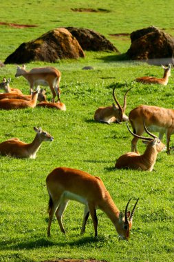 Cobo Lichi antelope, calmly resting and eating outdoors in nature clipart