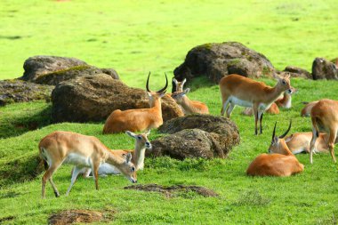 Cobo Lichi antilobu, sakince dinleniyor ve doğada yemek yiyor.