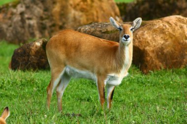 Cobo Lichi antilobu, sakince dinleniyor ve doğada yemek yiyor.