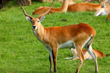 Cobo Lichi antelope, calmly resting and eating outdoors in nature clipart