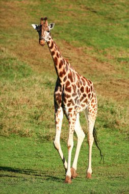 Zürafa 'nın dışarıdaki fotoğrafı.