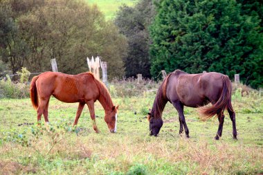 Dışarıda otlayan birkaç at var.