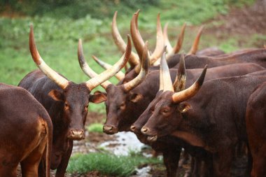 Bir grup Ankole Watusi hayvanı dışarıda.