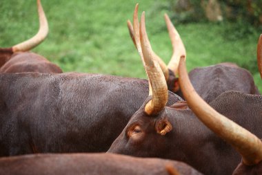 Bir grup Ankole Watusi hayvanı dışarıda.