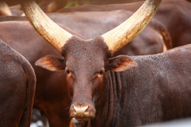 Bir grup Ankole Watusi hayvanı dışarıda.