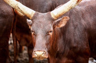 Bir grup Ankole Watusi hayvanı dışarıda.