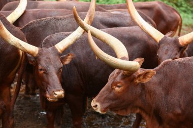 a group of ankole watusi animals outdoors clipart