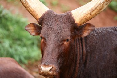 Bir grup Ankole Watusi hayvanı dışarıda.