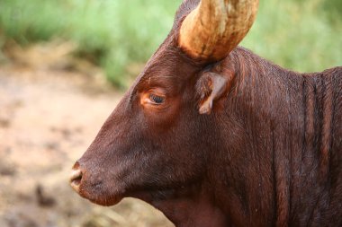Bir grup Ankole Watusi hayvanı dışarıda.