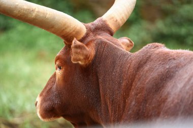 Bir grup Ankole Watusi hayvanı dışarıda.