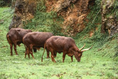 Bir grup Ankole Watusi hayvanı dışarıda.