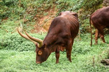 Bir grup Ankole Watusi hayvanı dışarıda.