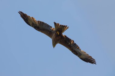 A kite bird of prey seen from below with its wings spread out clipart