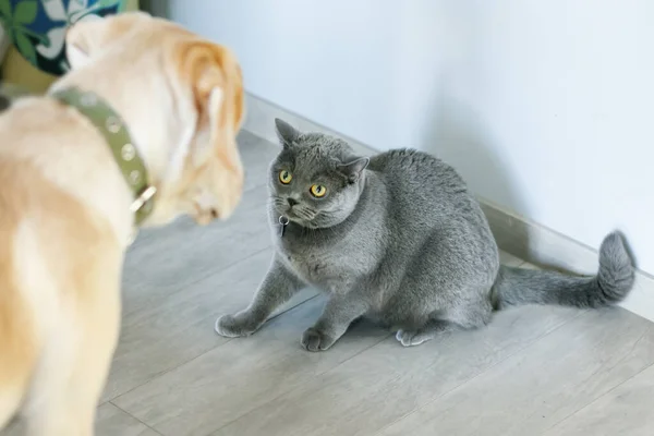 A gray british cat looks warily at a labrador dog, the foreground is blurred, soft focus