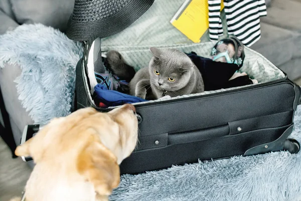 The cat sits in an open suitcase - she goes on vacation, the dog stays at home, the foreground is blurred
