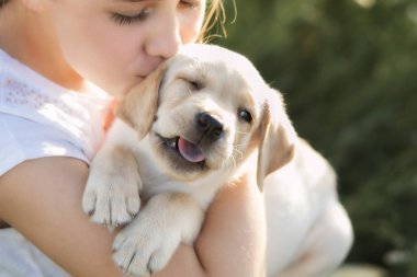 A small labrador puppy with a squinted eye in the arms of a girl who kisses a puppy lovingly, soft focus