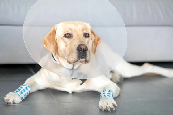 Labrador dog with a veterinary protective collar and plastered paws lies on the floor in the room