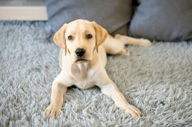 Şirin sarı labrador köpeği tüylü bir yatak örtüsünün üzerinde yatıyor.