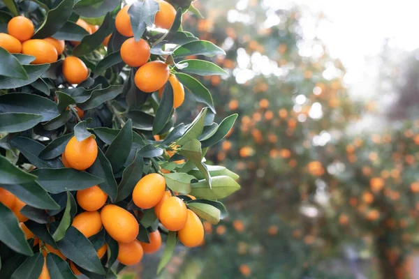 Part of citrus tree kumquat with orange oval fruits, blurred background