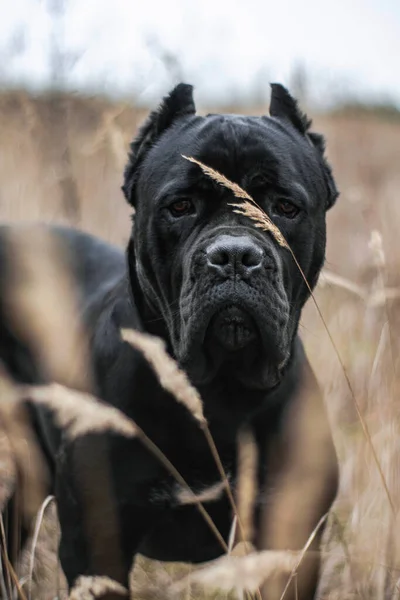 Şirin bir köpeğin portresi.
