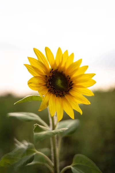 Güzel ayçiçeği tarlada