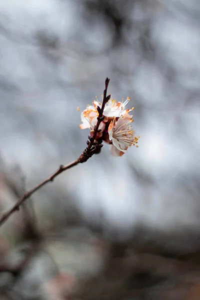 Flores Primavera Del Cerezo —  Fotos de Stock