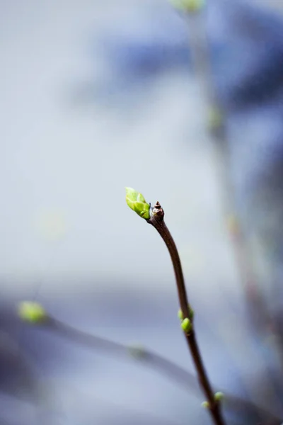 Gałąź Kwitnącej Jabłoni Zielonymi Liśćmi Tło Wiosny — Zdjęcie stockowe