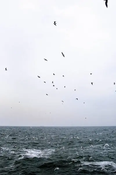 Martılar gökyüzünde uçuyor